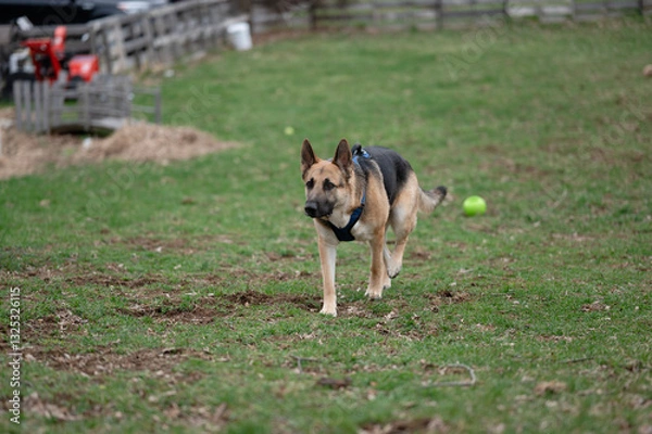 Obraz german shepherd dog