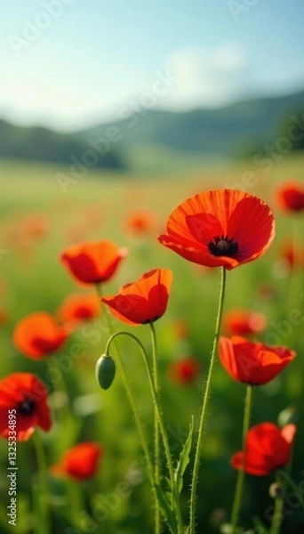 Fototapeta Vibrant red poppies sway gently in summer field, wildflower, spring, plantlife