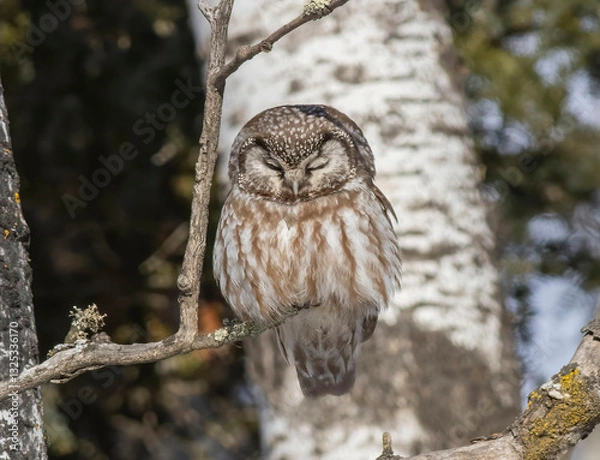 Obraz boreal owl in tree