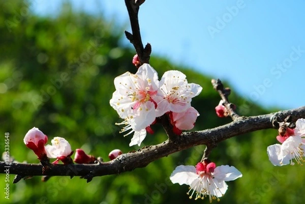 Fototapeta 春の便り　いい香りの梅の花
