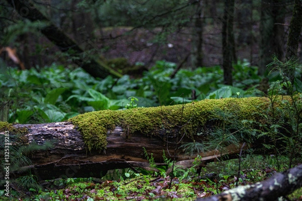 Obraz mossy forest log