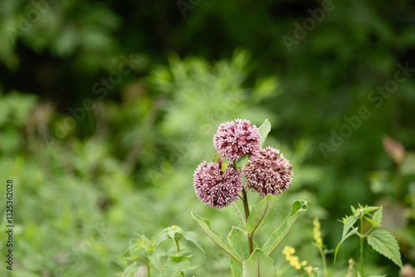 Obraz Flowering milkweed