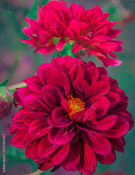 Obraz dahlias in red