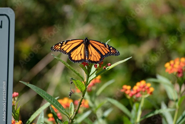 Obraz butterfly on a flower
