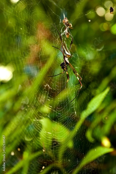 Obraz Araña de seda dorada