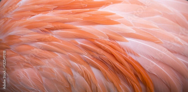 Obraz Flamingo pióro różowe tło