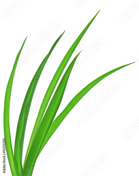 Obraz Grass