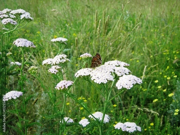 Fototapeta Бабочка и белоголовник.