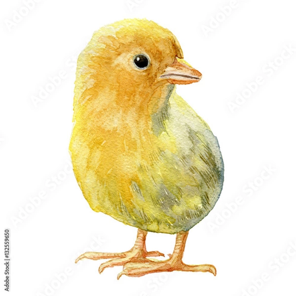 Obraz Yellow chicken on white background