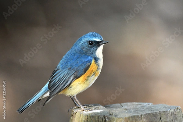 Obraz ルリビタキの雄