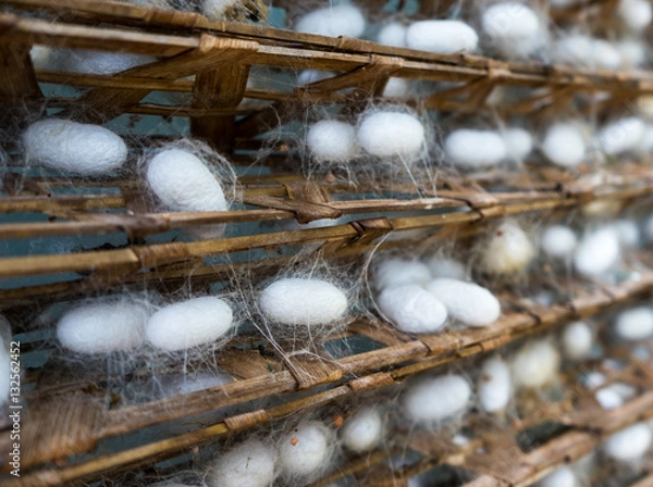 Obraz Silkworm Cocoons. Silkworm cocoons on a wooden frame. Taken in a silk factory near Dalat, Vietnam.