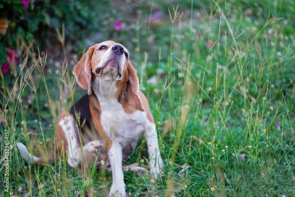 Fototapeta Beagle Dog Scratching Itself While Sitting in a Lush Garden