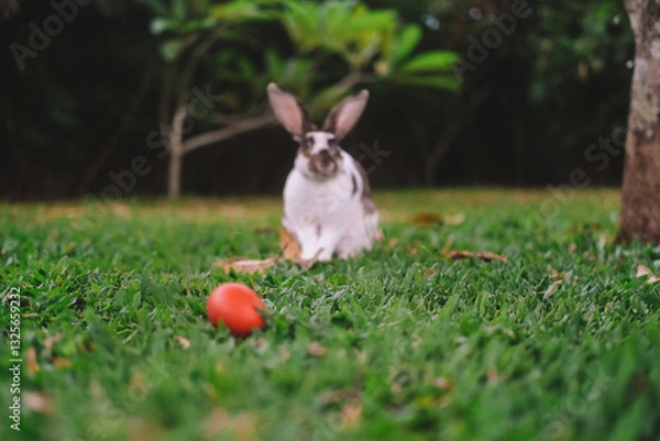 Fototapeta In the foreground on a green lawn lies an Easter egg, which is painted pink. In the background in blur sits a rabbit and washes, rubbing its muzzle with its paws. The holiday of Holy Easter. Spring.