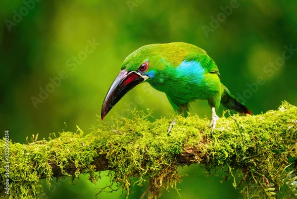 Fototapeta Crimson-rumped toucanet sitting in a tree