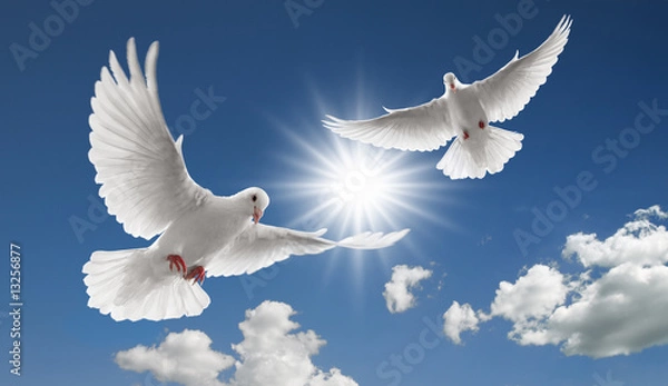 Obraz dwa latające gołębie