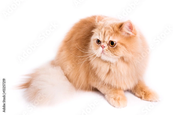 Fototapeta persian cat
