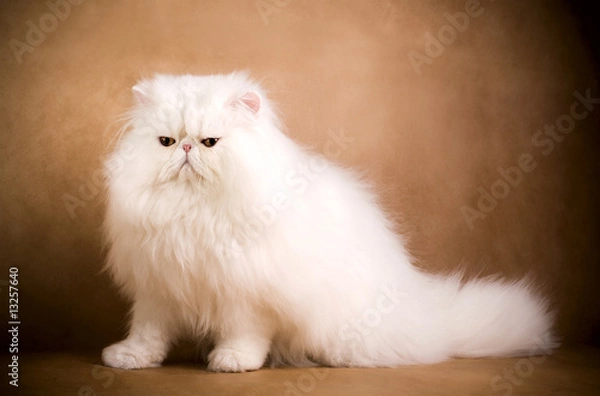 Fototapeta white persian cat