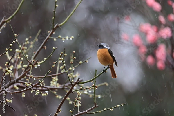 Fototapeta White plum buds that seems to bloom at any moment in the rain