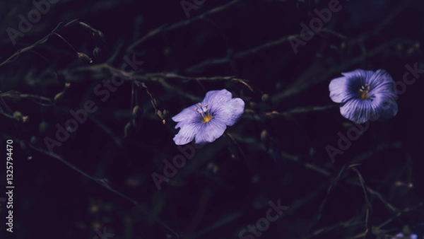 Obraz pink flowers on a black background
