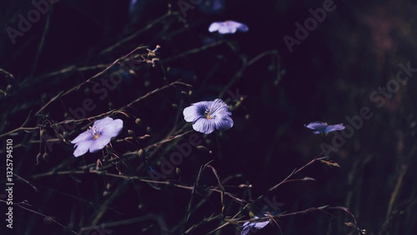 Obraz pink flowers on a black background