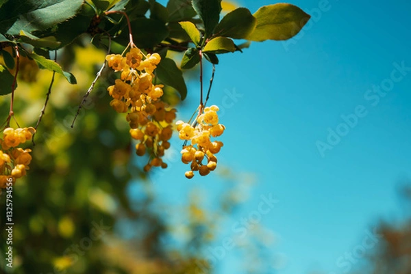 Obraz barberry flowers