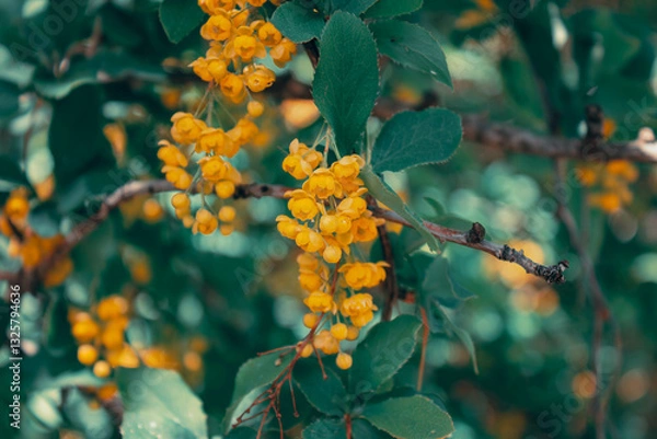 Obraz barberry flowers