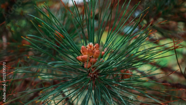 Obraz pine tree branches with cones