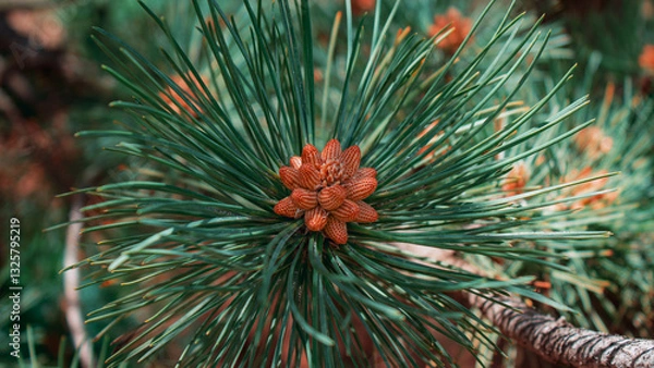 Obraz pine tree branches with cones