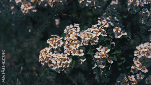 Obraz white flowers on a green background
