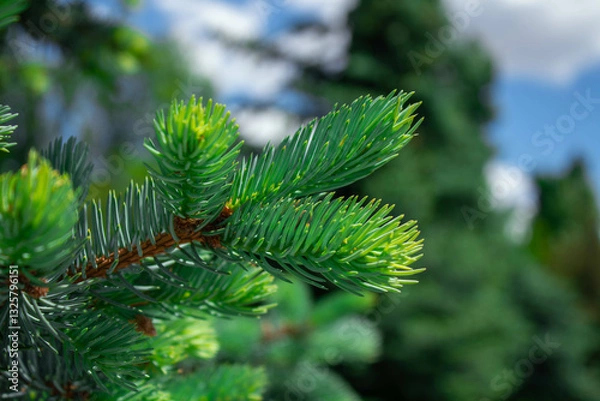Obraz pine tree branches