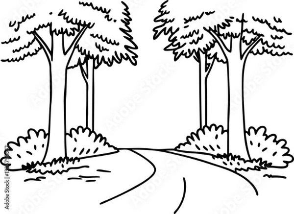 Fototapeta Illustrated forest path with tall trees and bushes, simple line art nature scene