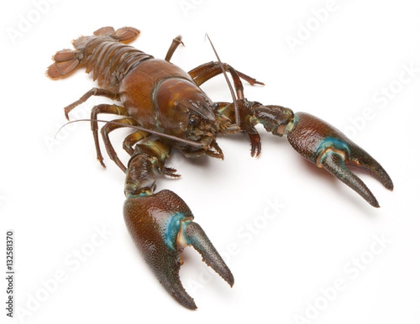 Obraz Raki sygnałowe (Pacifastacus leniusculus)