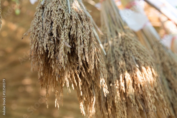 Fototapeta Dry spike rice is hanging on bamboo stick