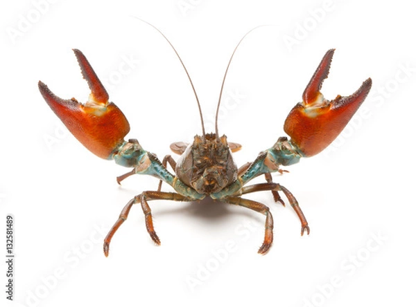 Fototapeta Signal crayfish (Pacifastacus Leniusculus)