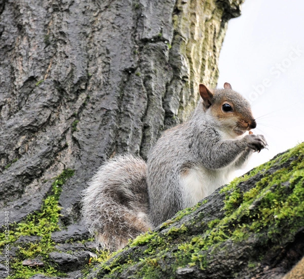 Obraz squirrel eating nut's