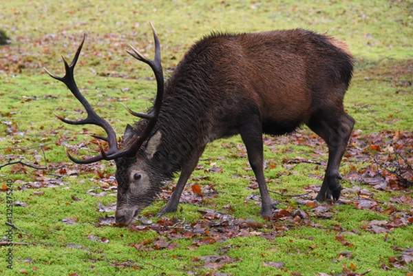 Obraz Jeleń szlachetny