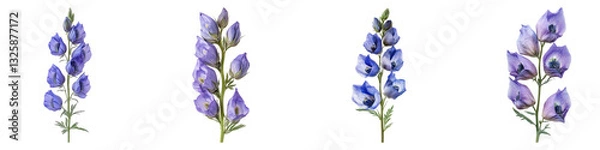 Fototapeta Aconitum flower isolated on transparent background, PNG, Set of