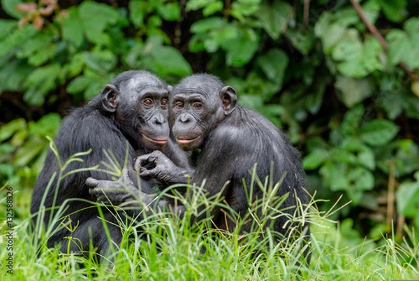 Obraz Bonobos in natural habitat. Green natural background.