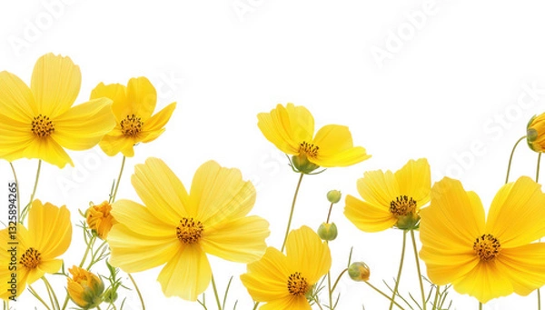 Fototapeta yellow flowers against a white background showcasing their delicate petals and inviting beauty perfect for nature-themed designs or floral arrangements