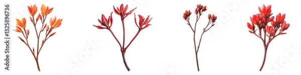 Fototapeta Kangaroo paw isolated on transparent background, PNG, Set of