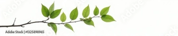 Fototapeta Single large branch with few leaves on white background, forest, plant, tree branch