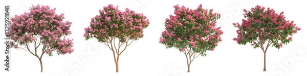 Fototapeta Crape myrtle flower isolated on transparent background, PNG, Set of