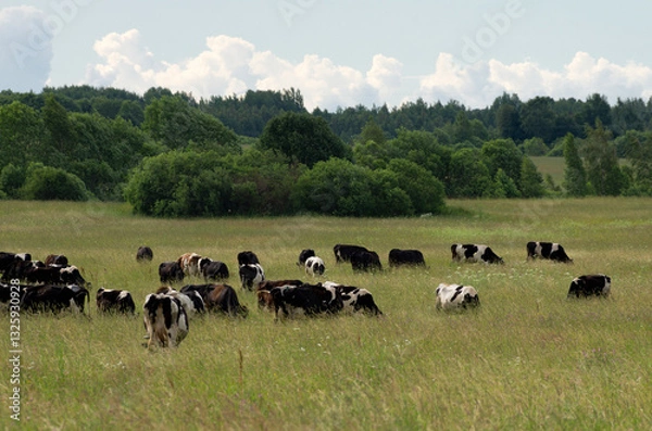 Fototapeta A large herd of dairy cows graze in a grassy meadow and eat grass in the summer season