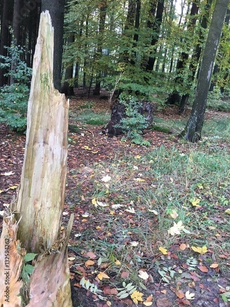 Fototapeta Baumstamm