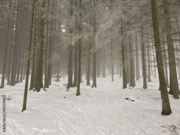 Obraz Wald im Winter