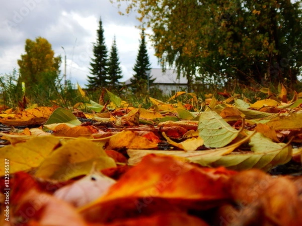 Fototapeta осень листья 