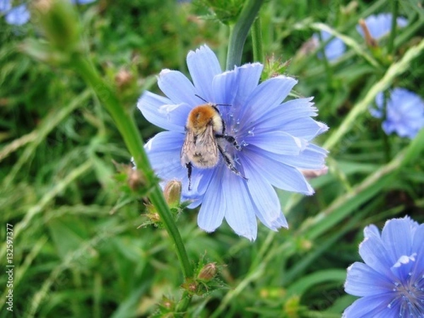 Fototapeta Шмель и цикорий.
