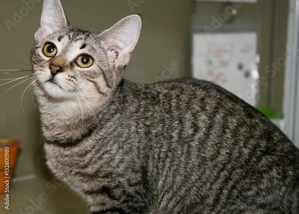 Fototapeta BROWN TABBY CAT
