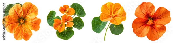 Fototapeta Nasturtium flowers isolated on transparent background, PNG, Set of