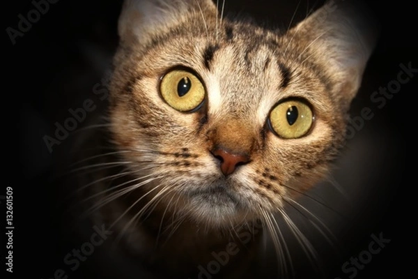 Fototapeta BROWN TABBY CAT